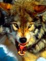 Voolf 37643