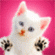 White Kitten 74487