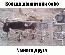 Ослики 93908