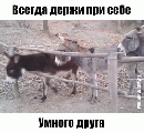 Ослики 93908